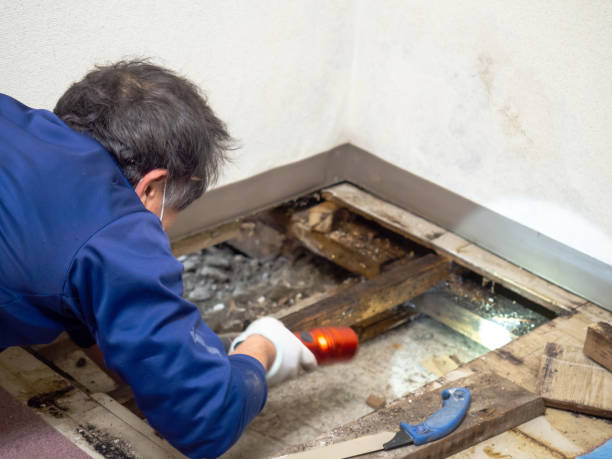 Best Mold Remediation for Specific Building Types in Decatur, GA